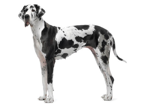 Dog breeds with good sales recall